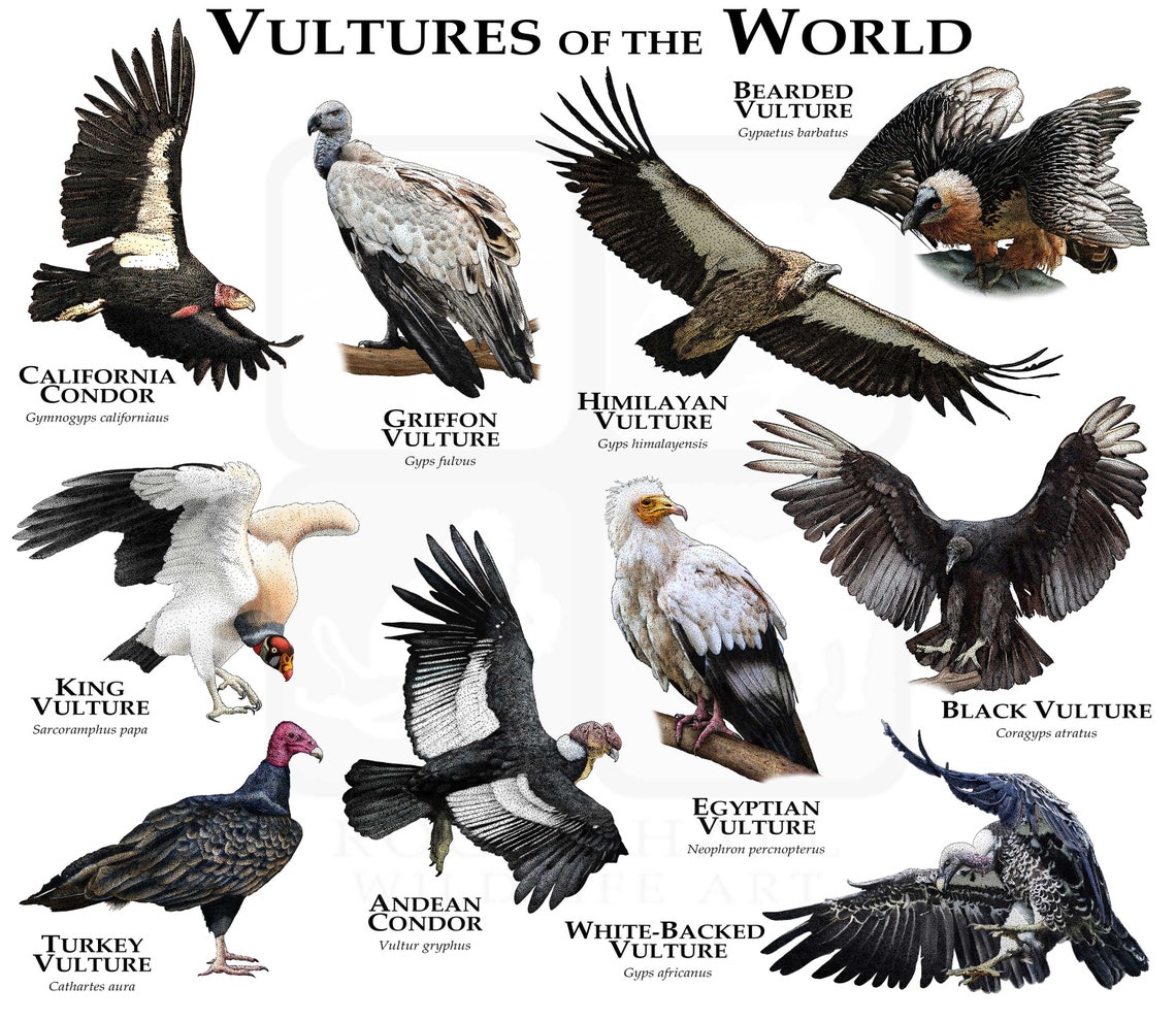 Vultures of the World Poster Print Etsy