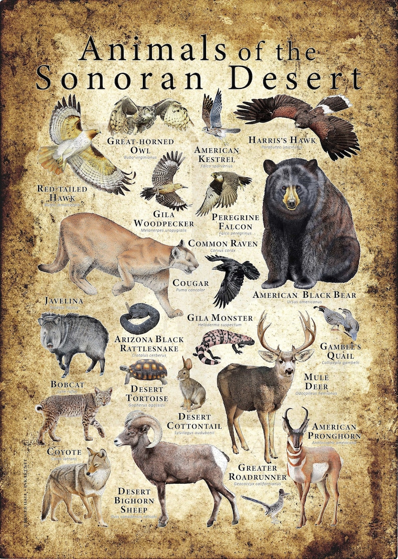 Animals of the Sonoran Desert Poster Antique
