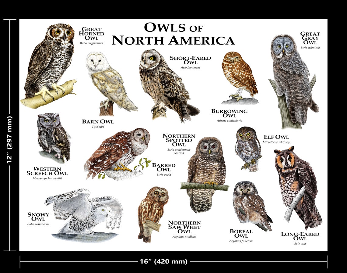 Owls of North America Poster Print - Etsy Canada