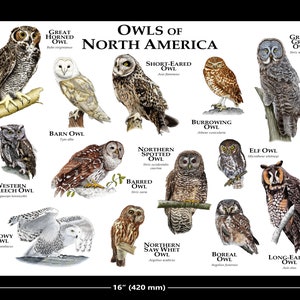 Owls of North America Poster Print 12x16 (297mmx420mm)