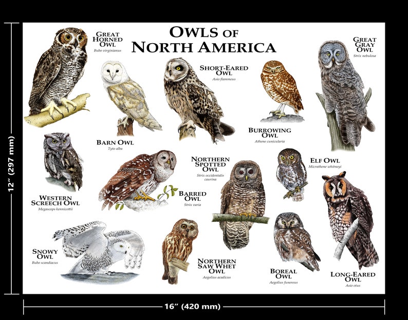 Owls of North America Poster Print 12x16 (297mmx420mm)