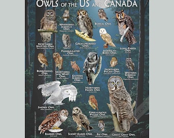 北アメリカのフクロウのポスター - アーティストのサイン入り! - Etsy 日本