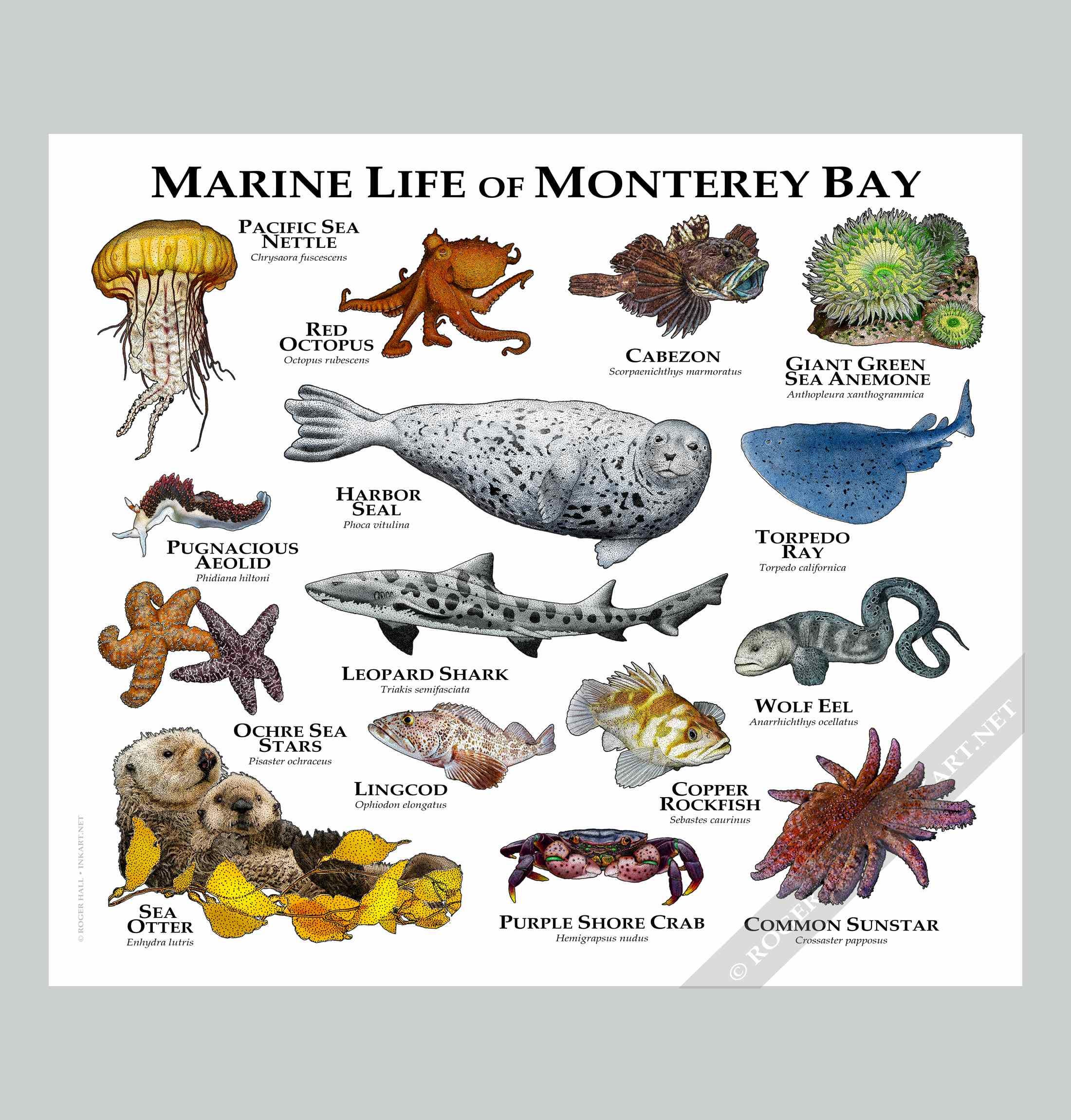 ＊海の生き物　オーダーページ＊ モントレー湾の海洋動物のポスタープリント - アーティストのサイン