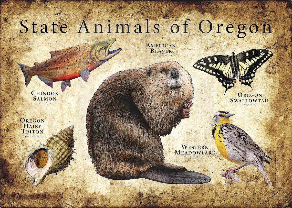 Oregon State Animals Poster Print Etsy