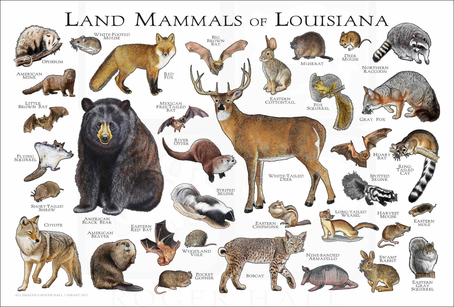 Land Mammals of Louisiana Poster Print / Louisiana Mammals Etsy