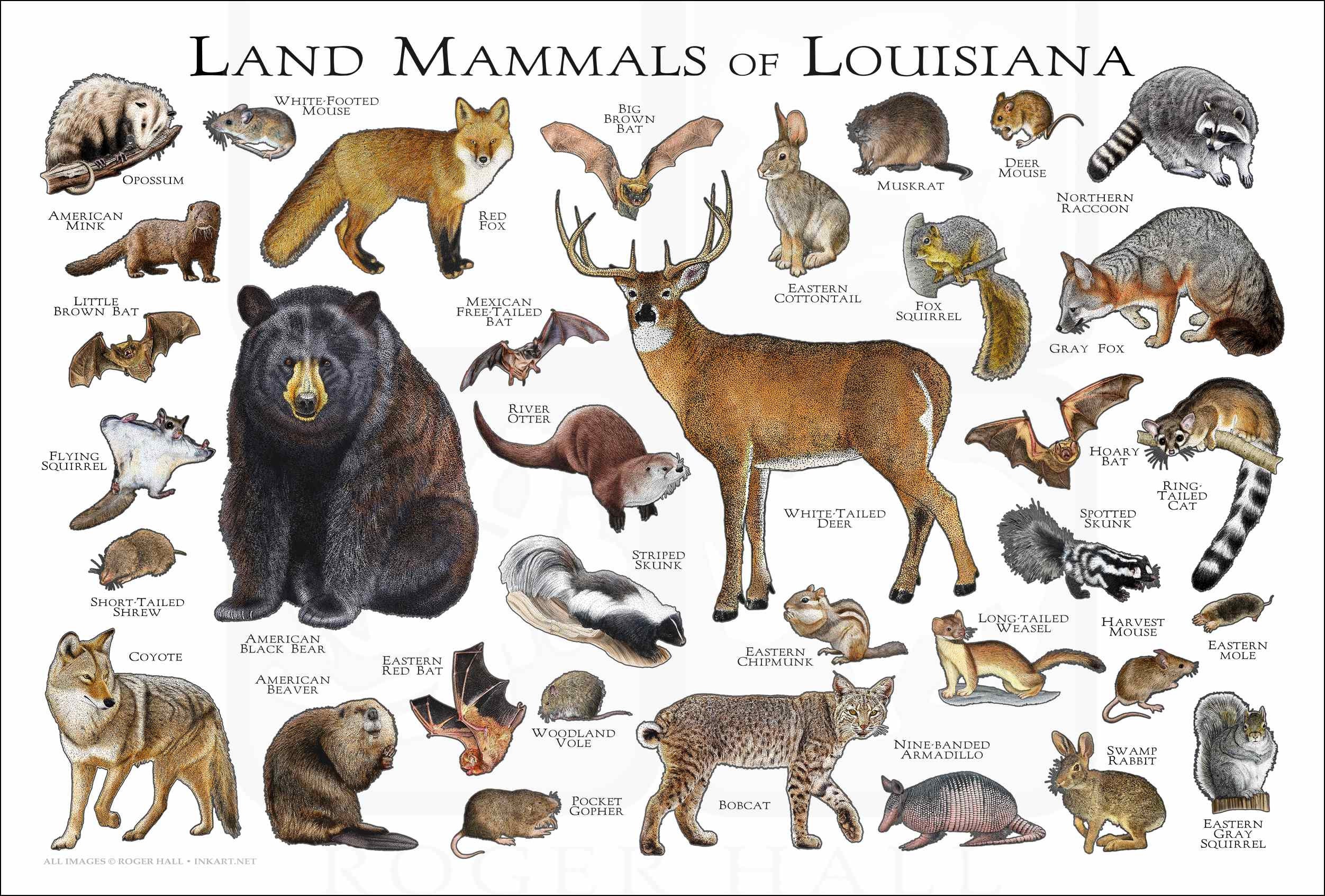 Land Mammals of Louisiana Poster Print / Louisiana Mammals | Etsy