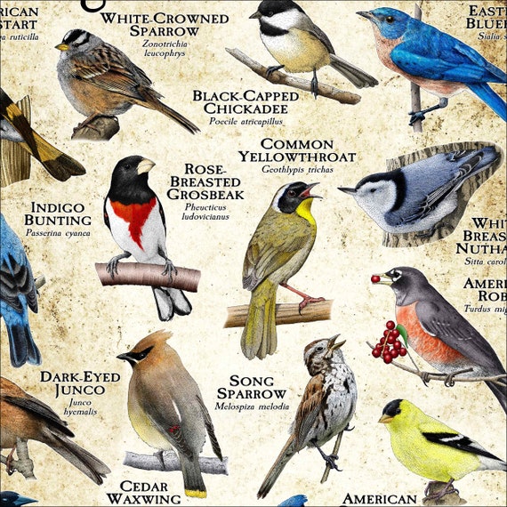 Songbirds of Iowa Poster Print/field Guide - SIGNED BY ARTIST! - Etsy Songbirds of Iowa Poster Print/field Guide - SIGNED BY ARTIST! - Etsy