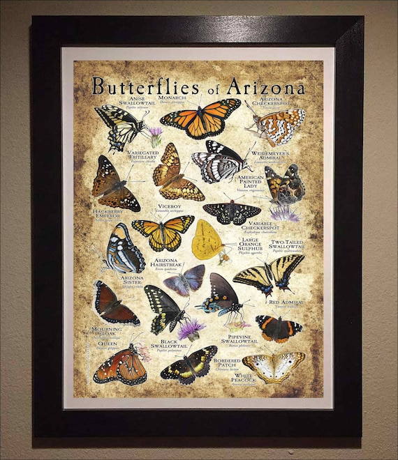 Butterflies of Arizona Poster Print/field Guide - SIGNED BY ARTIST