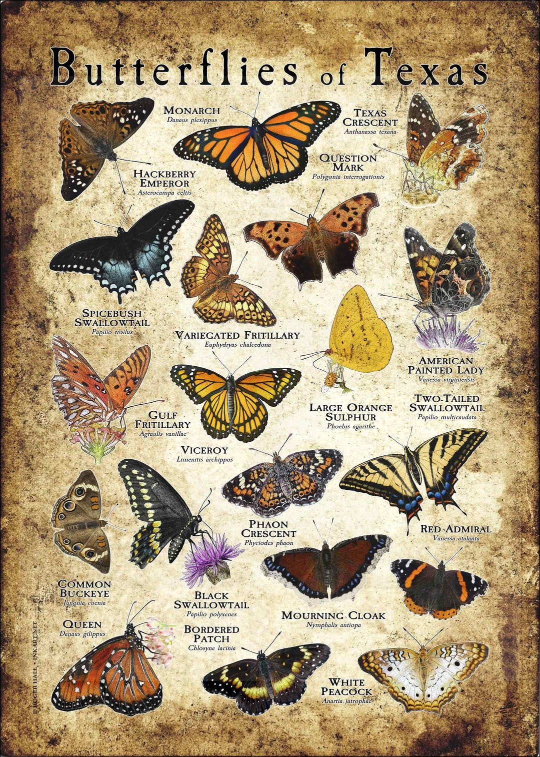 Butterflies of Texas Poster Print Field Guide Etsy