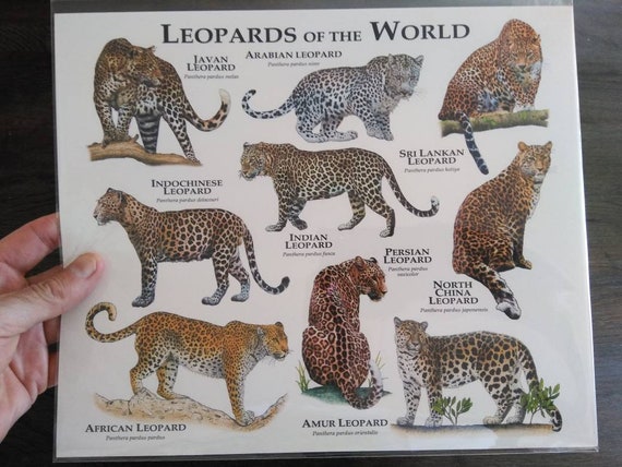 Types Of Leopards List
