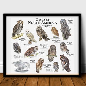 Owls of North America Poster Print image 5