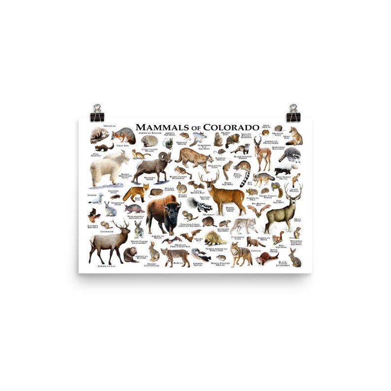 Mammals of Colorado Poster Print / Colorado Mammals Field Etsy