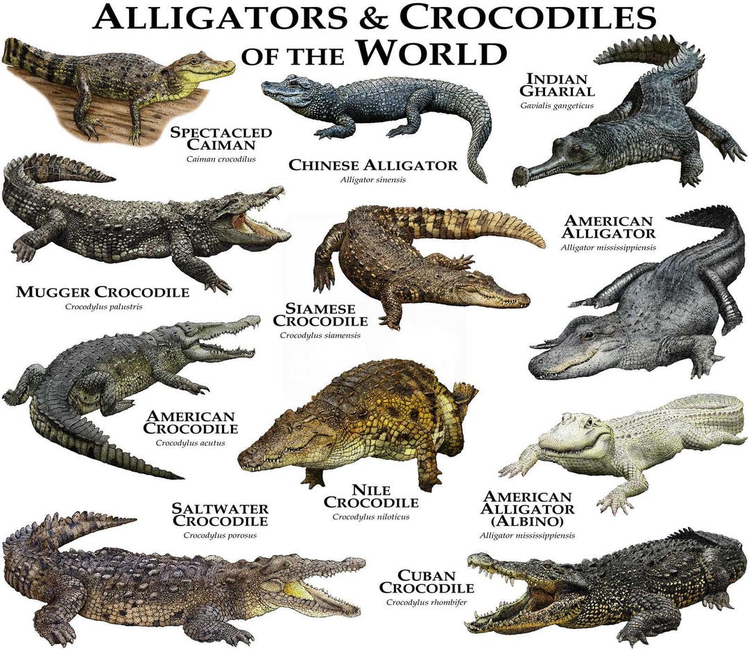 Alligators And Crocodiles Of The World Poster Print Etsy