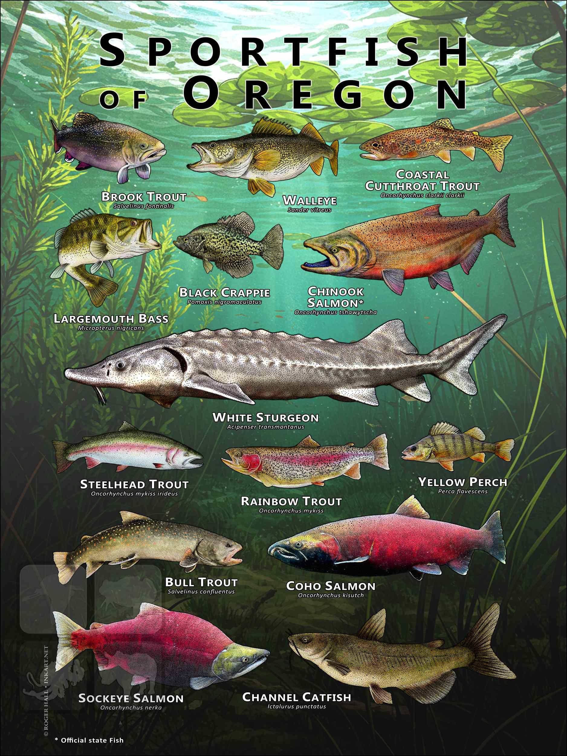Oregon Long Fish Freshwater Sportfish of Oregon Poster Print/field Guide - SIGNED BY ...