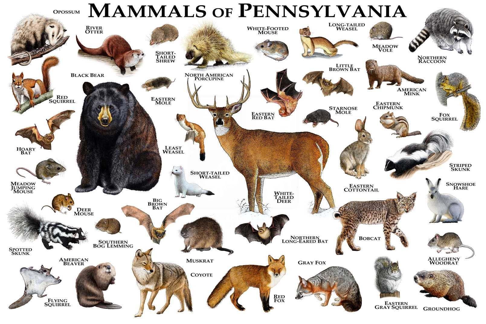 Mammals of Pennsylvania Poster Print / Pennsylvania Mammals Etsy