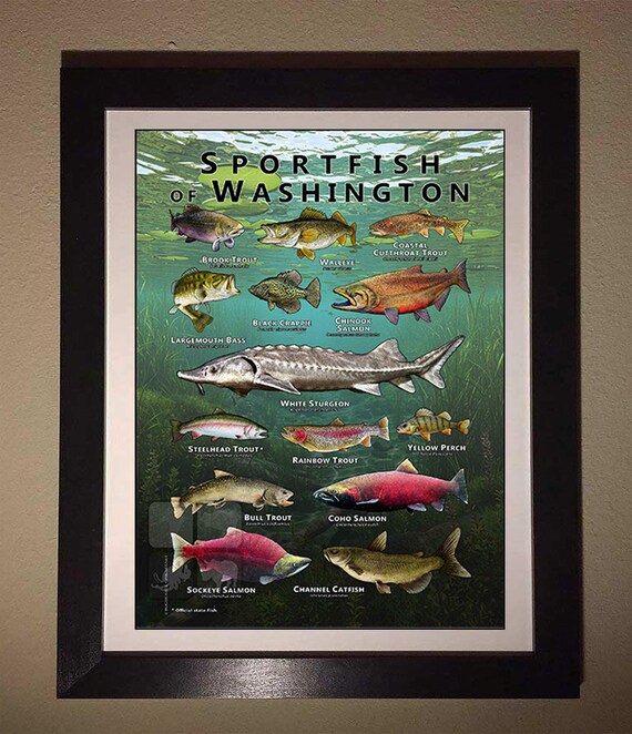 ワシントン州の淡水スポーツ魚のポスタープリント/フィールドガイド