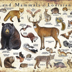 Land Mammals of Louisiana Poster Print / Louisiana Mammals Field Guide / Animals of Louisiana - SIGNED BY ARTIST!