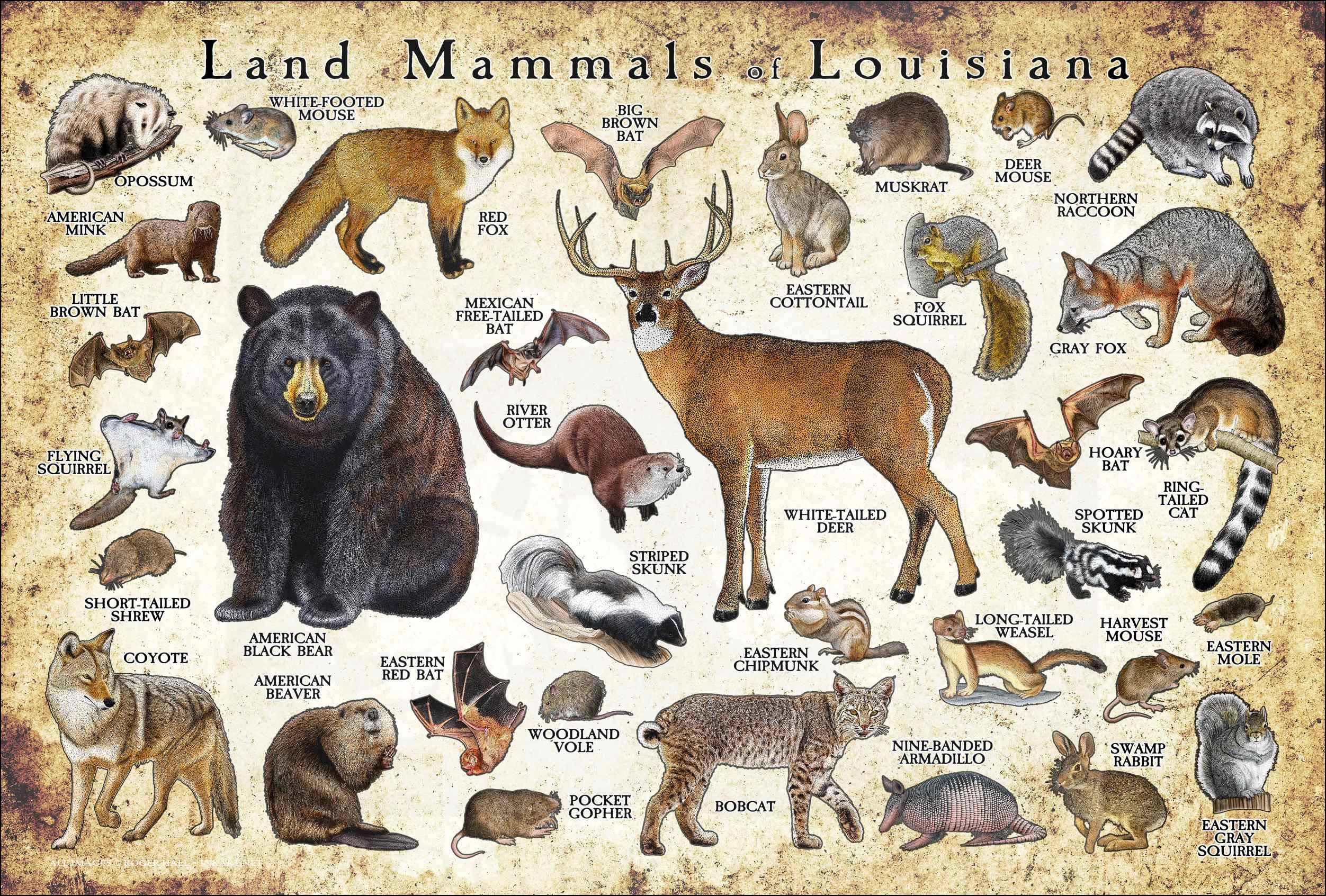 Land Mammals of Louisiana Poster Print / Louisiana Mammals Etsy