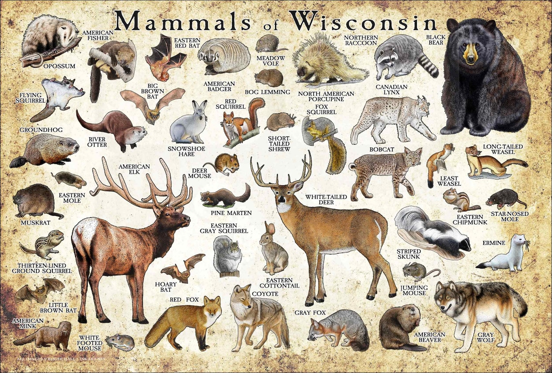 Mammals of Wisconsin Poster Print / Wisconsin Mammals Field Etsy