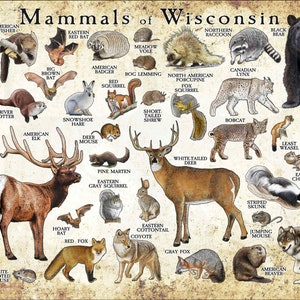 Mammals of Wisconsin Poster Print / Wisconsin Mammals Field Guide / Animals of Wisconsin - SIGNED BY ARTIST!