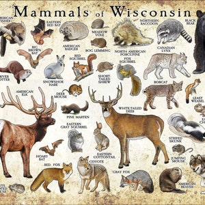 Mammals of Wisconsin Poster Print / Wisconsin Mammals Field Guide / Animals of Wisconsin