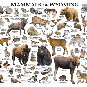 Mammals of Wyoming Poster Print / Wyoming Mammals Field Guide / Animals of Wyoming White (Classic)