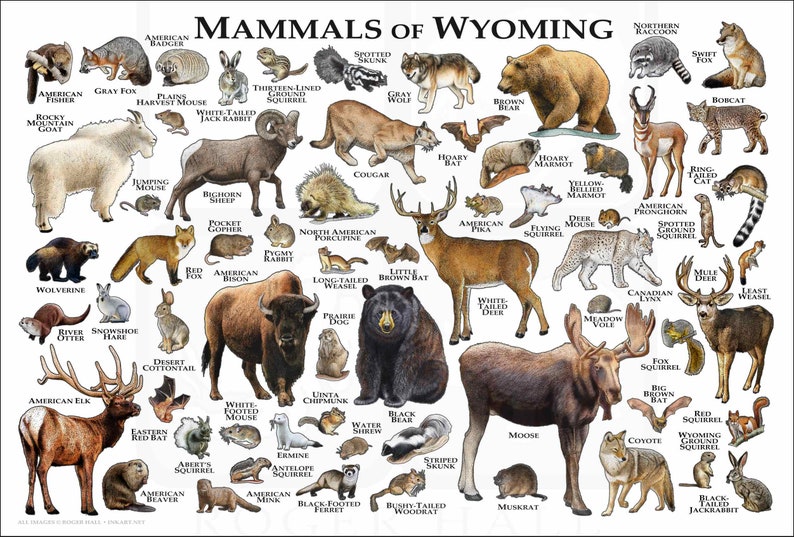 Mammals of Wyoming Poster Print / Wyoming Mammals Field Guide / Animals of Wyoming White (Classic)