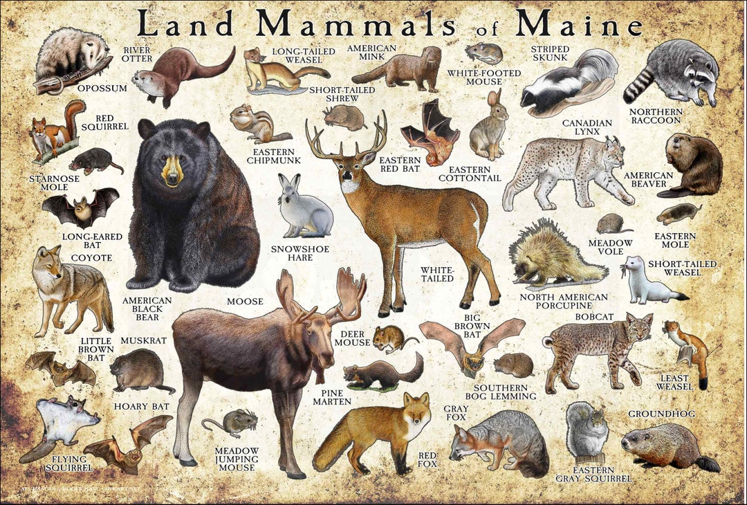 Mammals of Maine Poster Print / Maine Mammals Field Guide / - Etsy