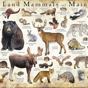 Mammals of Maine Poster Print / Maine Mammals Field Guide / Animals of Maine - SIGNED BY ARTIST!