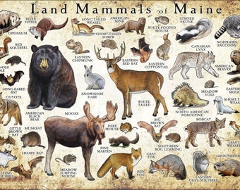Mammals of Maine Poster Print / Maine Mammals Field Guide / Animals of Maine - SIGNED BY ARTIST!