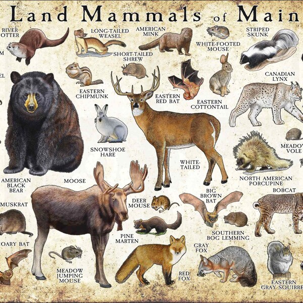 Mammals of Maine Poster Print / Maine Mammals Field Guide / Animals of Maine