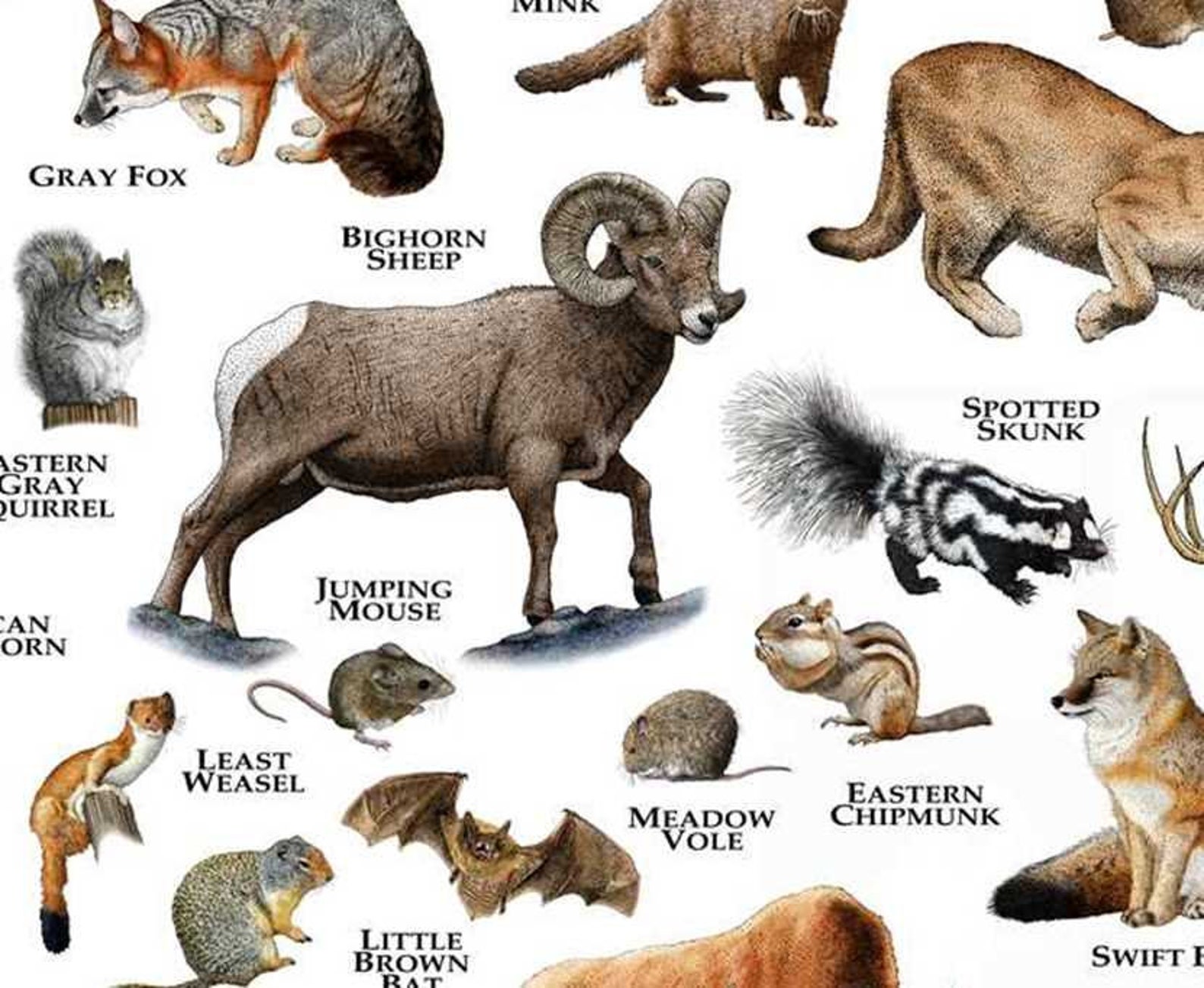 Mammals of South Dakota Poster Print / South Dakota Mammals Etsy