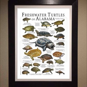 Freshwater Turtles of Alabama Poster Print/field Guide - SIGNED BY ...