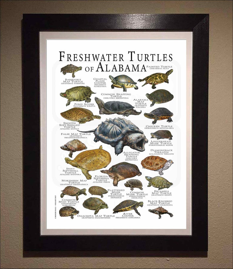 Freshwater Turtles of Alabama Poster Print/field Guide - SIGNED BY ...