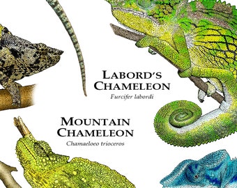 Chameleon CD + アートポスター 直筆サイン入り セカオワ