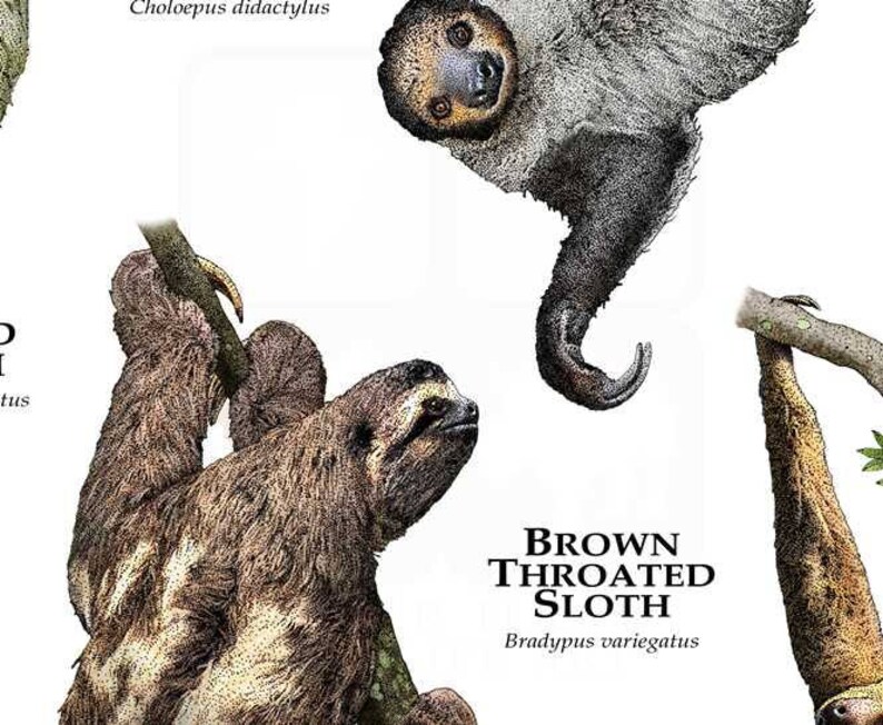 Sloths of the Tropical Rainforests Poster Print | Etsy