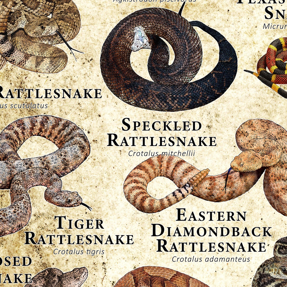 Venomous Snakes of the United States Poster Print | Etsy