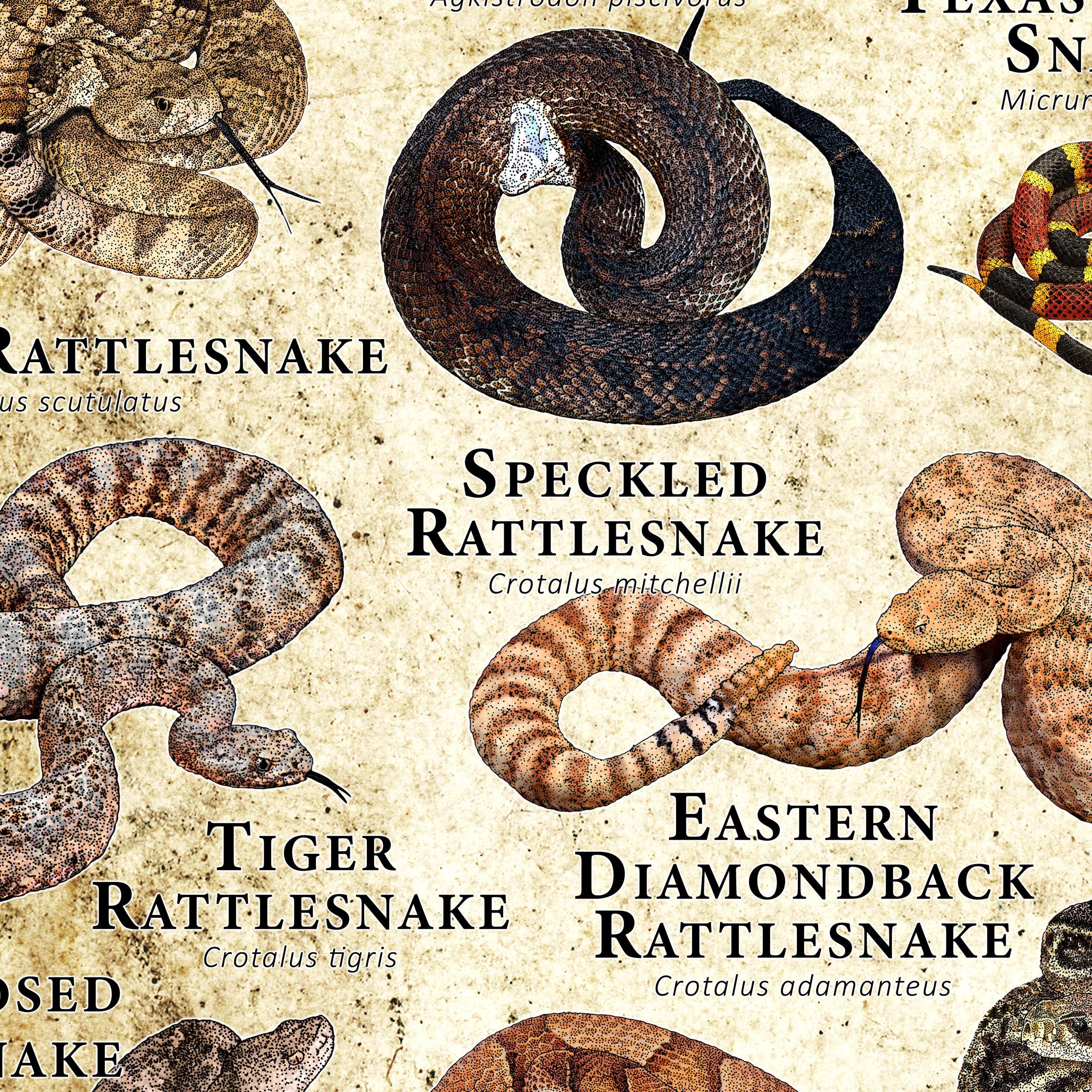 Venomous Snakes of the United States Poster Print | Etsy