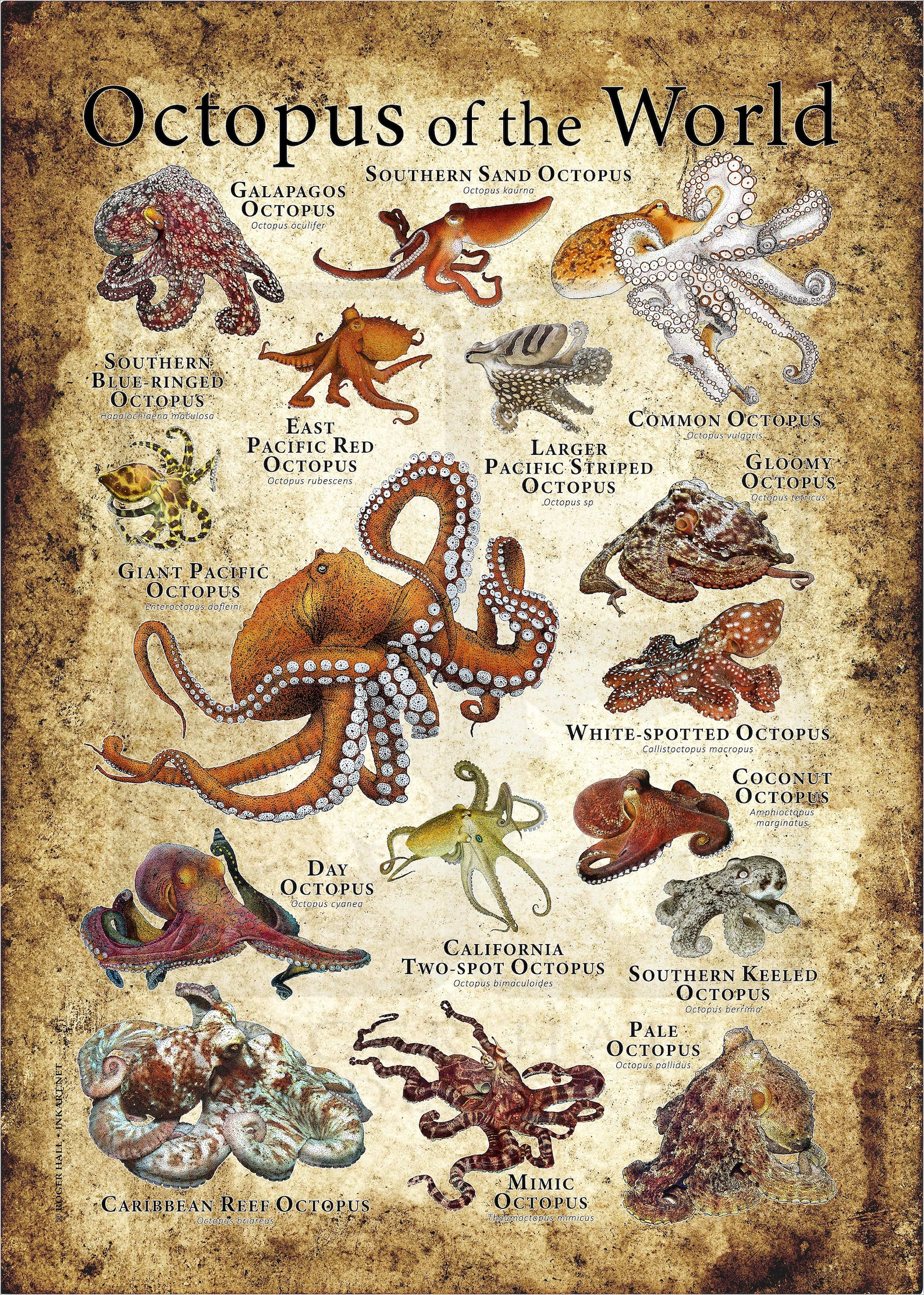 Octopus of the World Poster Print - SIGNED BY ARTIST! - Etsy
