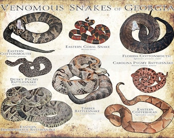 May include: An illustrated guide to venomous snakes found in Georgia. The guide features images of the snakes, their scientific names, and common names. The snakes include the Eastern Cottonmouth, Dusky Pygmy Rattlesnake, Eastern Diamondback Rattlesnake, Eastern Coral Snake, Florida Cottonmouth, Carolina Pygmy Rattlesnake, Timber Rattlesnake, and Eastern Copperhead.