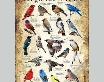 Songbirds of Texas Poster Print/Field Guide - SIGNED BY ARTIST!