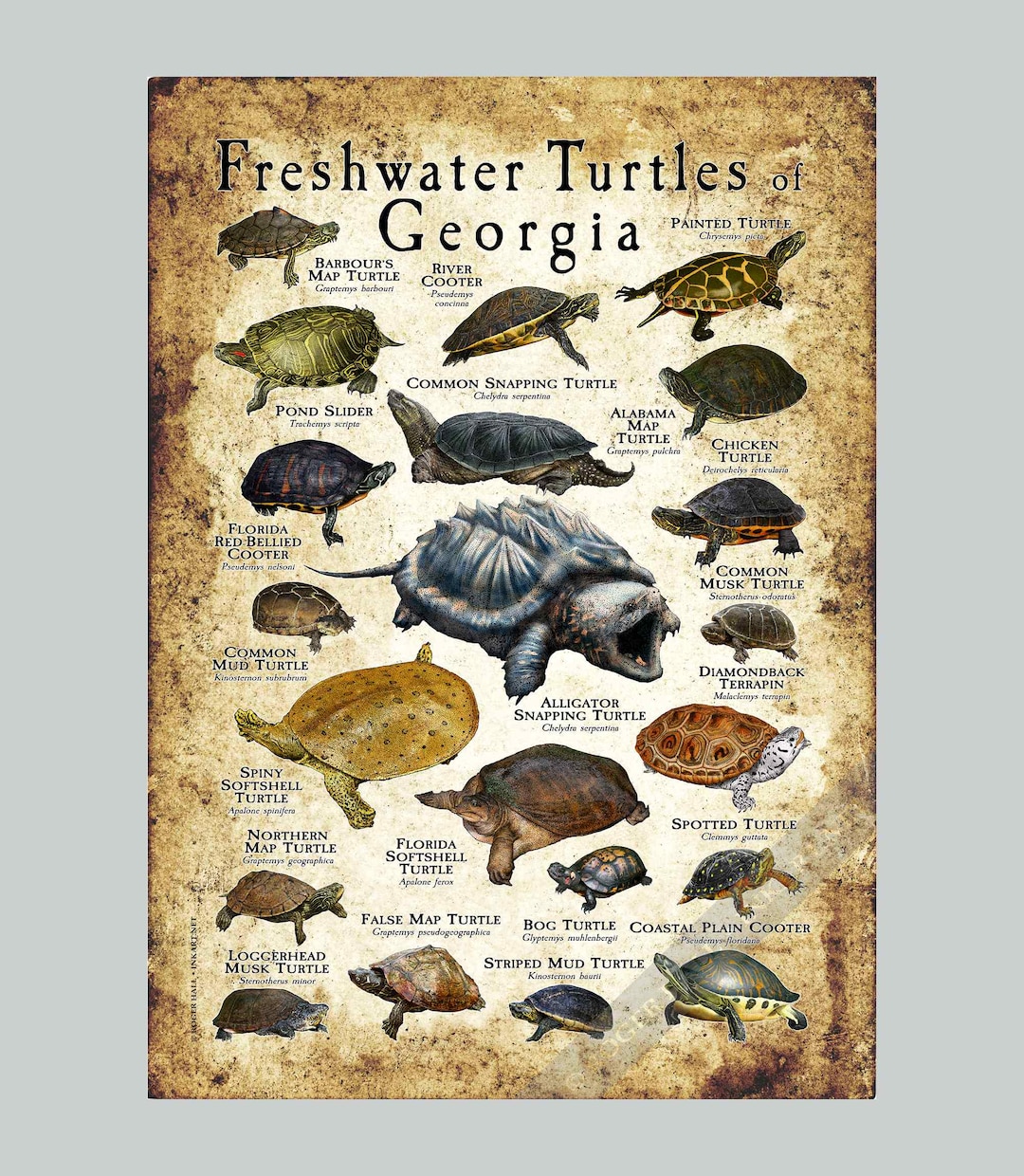 Turtles And Rwanda Types Of Pet Turtles And Tortoises