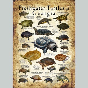 Impresión de póster/guía de campo sobre las tortugas de agua dulce de Georgia: ¡FIRMADO POR EL ARTISTA!
