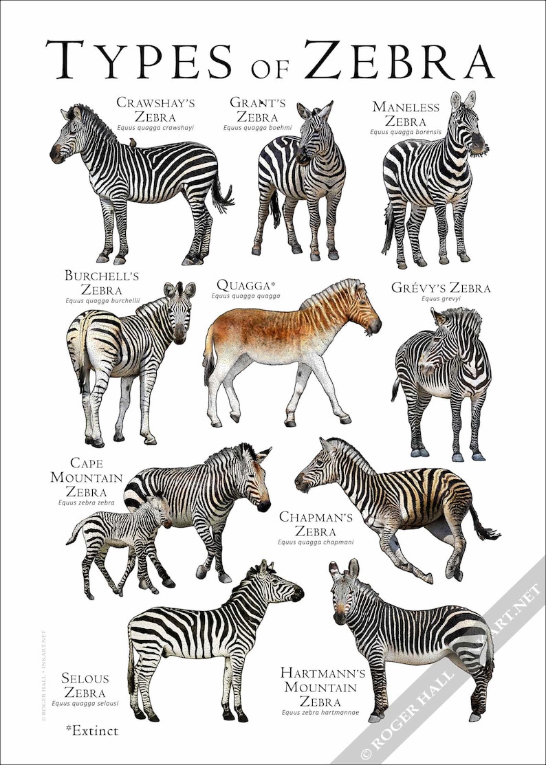 Types of Zebra Poster / Field Guide - SIGNED BY ARTIST! image 8