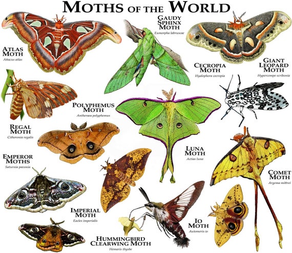 moths-of-the-world