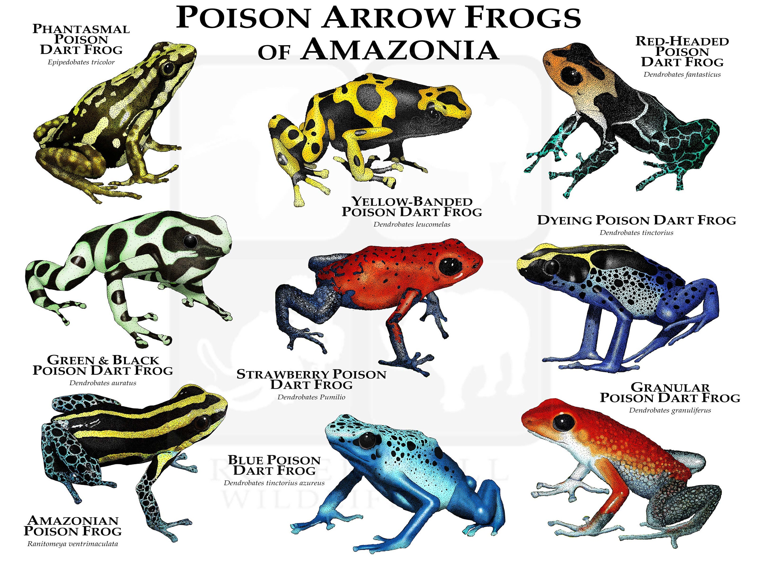 Poison Dart Frogs of ia Poster Print -  Canada