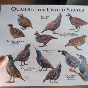 Quaglia degli Stati Uniti Poster Print/Field Guide immagine 5