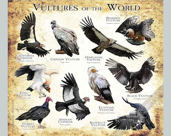 Vultures of the World Poster Print - SIGNED BY ARTIST!
