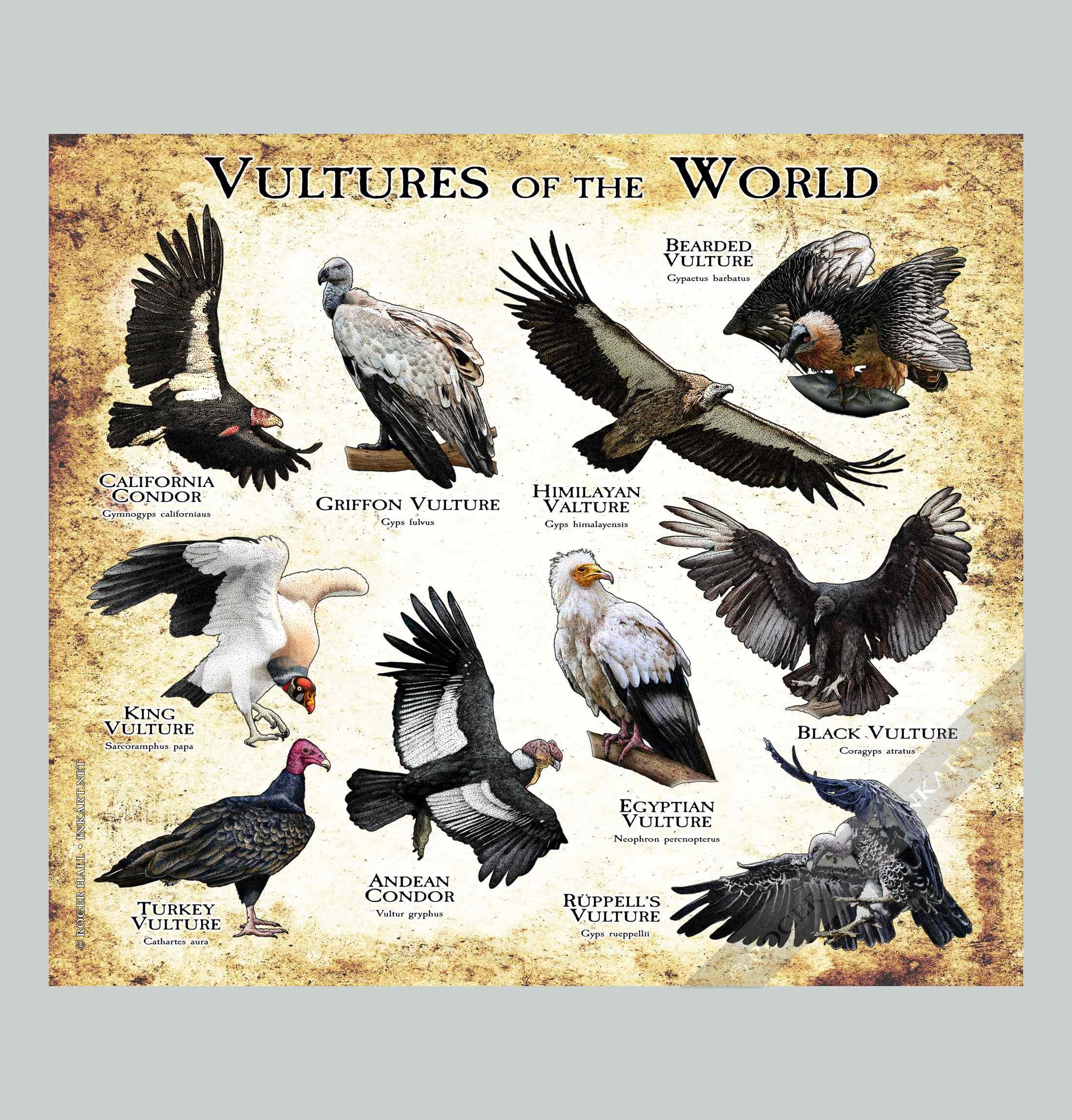 Vultures of the World」ポスタープリント - アーティストのサイン入り