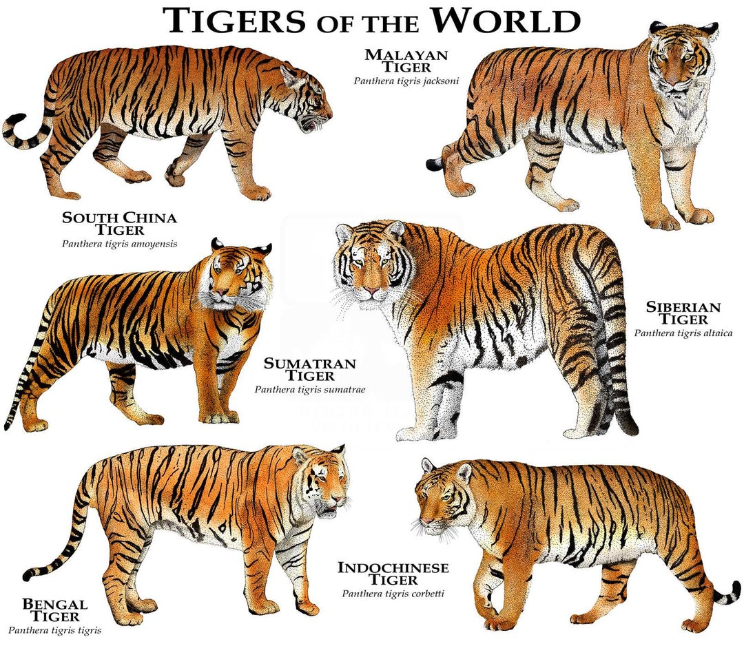 Tigers of the World Poster Print 